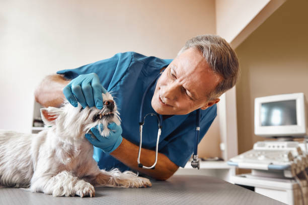 Best Same-Day Emergency Dental Services in Ashaway, RI